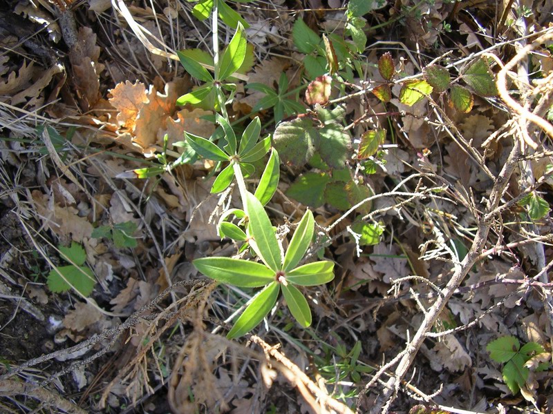 Rubia peregrina / Robbia selvatica